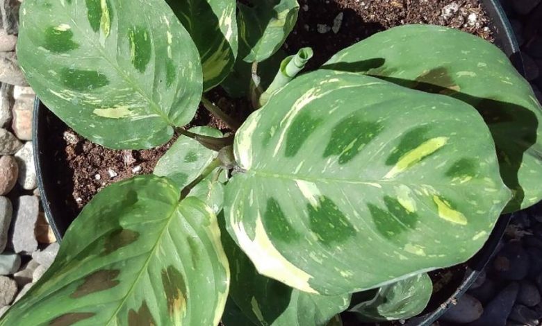 The Variegated Prayer Plant