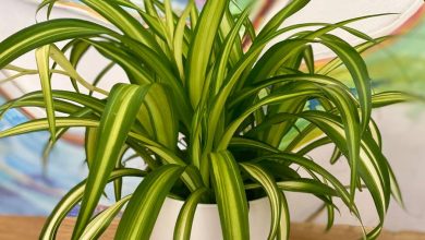 The Spider Plant in Hawaii