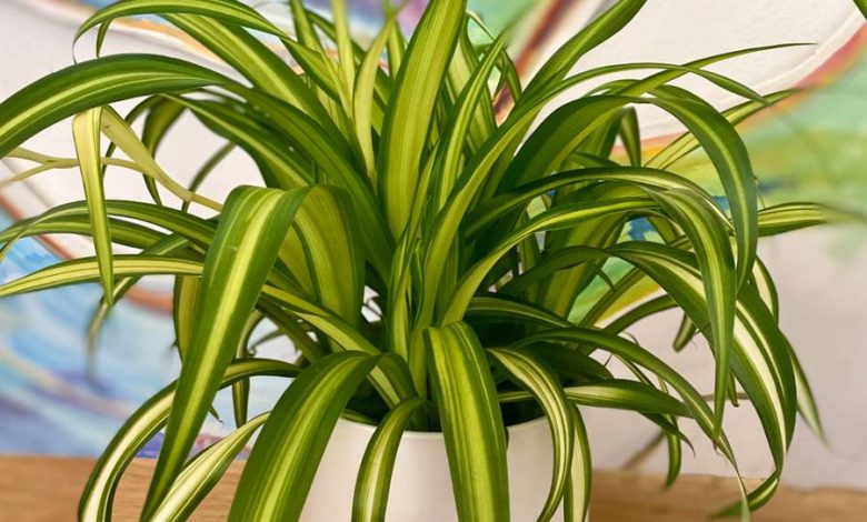 The Spider Plant in Hawaii