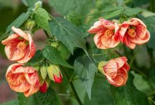 Abutilon Tiger Eye Plant