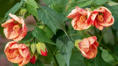 Abutilon Tiger Eye Plant