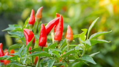 super chili pepper plant