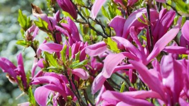 magnolia betty plant