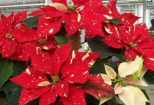 jingle bell poinsettia plant