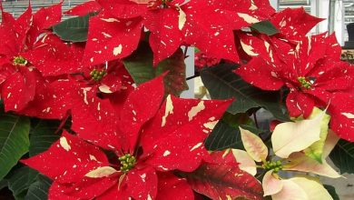 jingle bell poinsettia plant