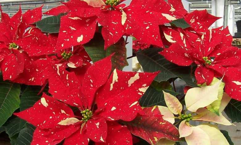 jingle bell poinsettia plant