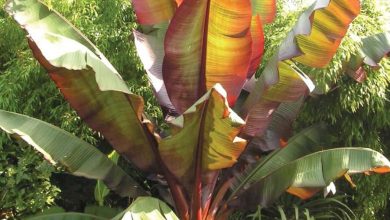 red abyssinian banana plant