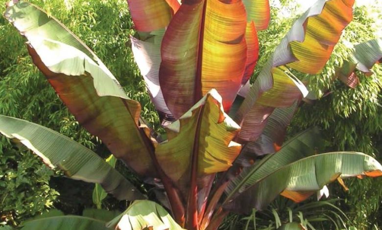 red abyssinian banana plant