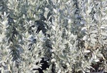 silver buttonwood plant