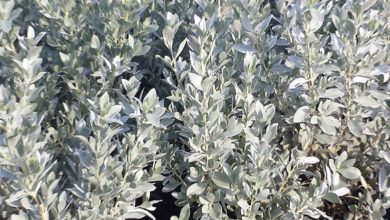 silver buttonwood plant