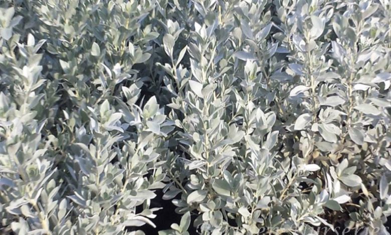 silver buttonwood plant