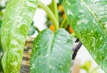 Jose Bueno Plant