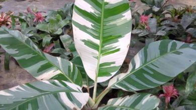 variegated banana plant