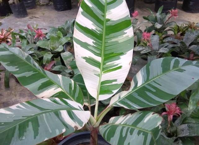 variegated banana plant