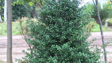 Chesapeake Holly Plant