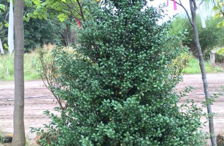 Chesapeake Holly Plant