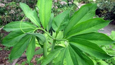 chinese green dragon plant