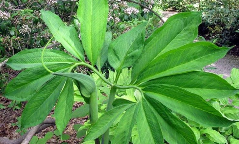 chinese green dragon plant