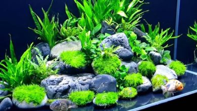 cold water plants for aquarium