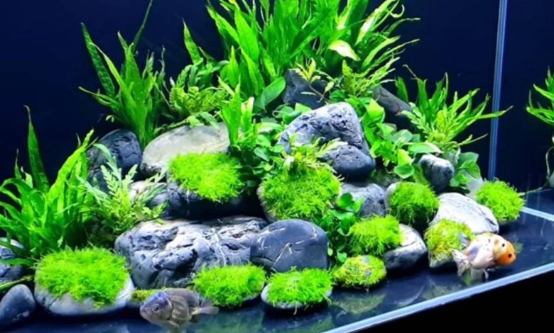 cold water plants for aquarium