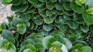 carissa boxwood plant