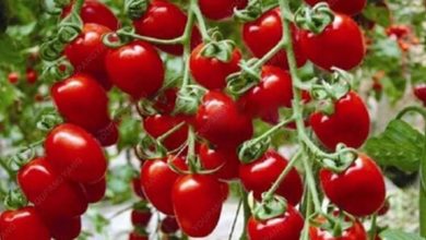 bonsai tomato plant