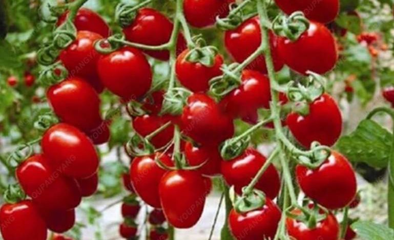 bonsai tomato plant