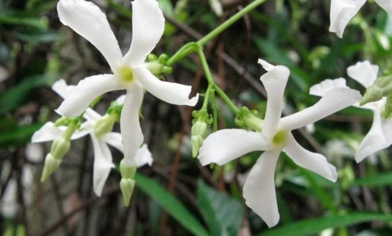 Madison Jasmine Plant