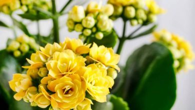 kalanchoe plant yellow