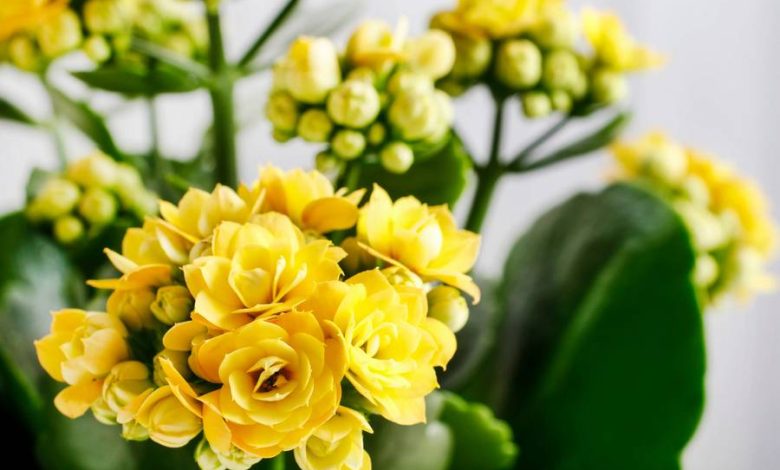 kalanchoe plant yellow