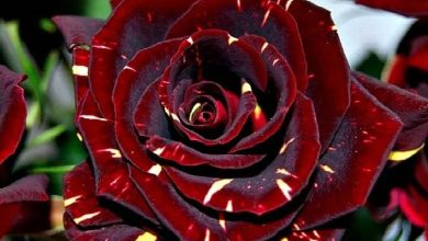 Hocus Pocus Rose Plant