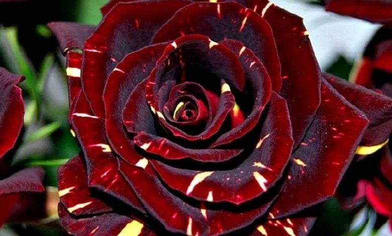 Hocus Pocus Rose Plant