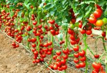 Rapunzel Tomato Plants