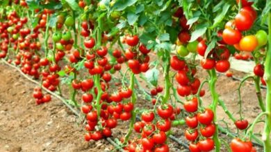 Rapunzel Tomato Plants