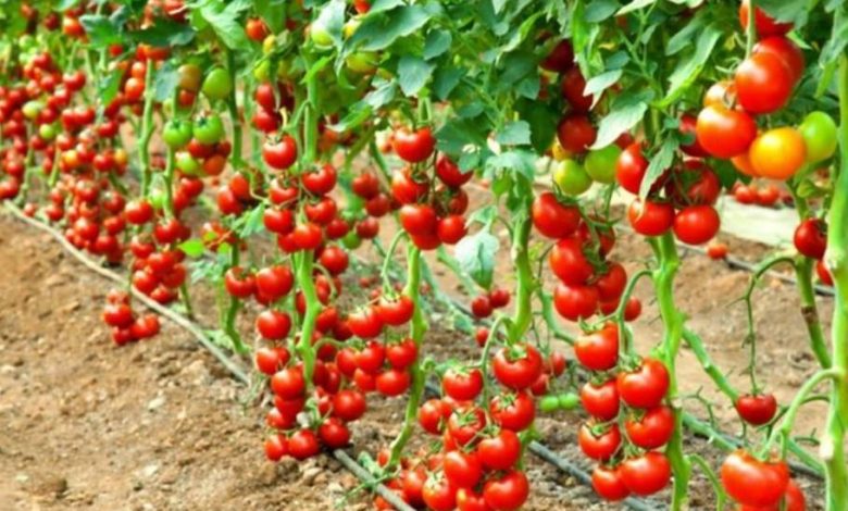 Rapunzel Tomato Plants