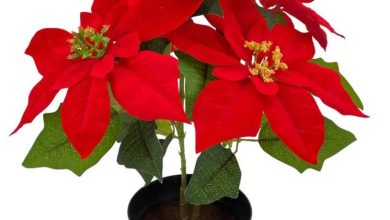 The Ultimate Guide to Silk Poinsettia Plants