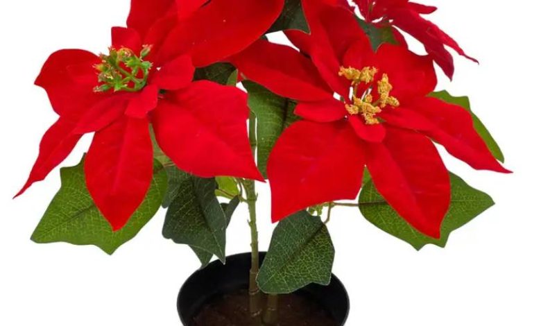 The Ultimate Guide to Silk Poinsettia Plants