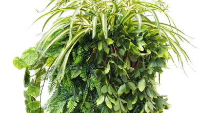 Tropical Hanging Plants