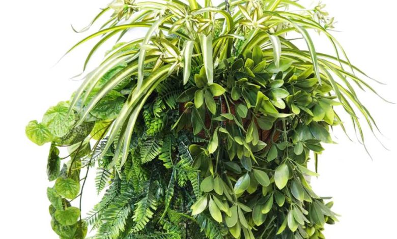 Tropical Hanging Plants