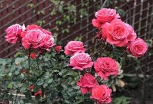 The Fragrant Cloud Rose Plant