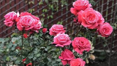 The Fragrant Cloud Rose Plant