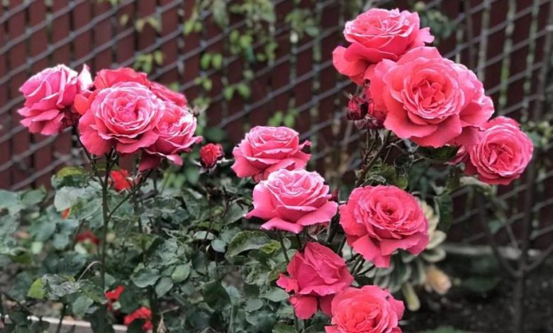 The Fragrant Cloud Rose Plant