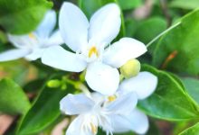 The Jasmine Asian Snow Plant