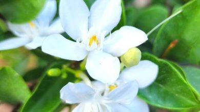 The Jasmine Asian Snow Plant