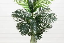 Paradise Palm Plant