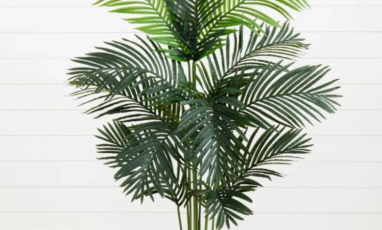 Paradise Palm Plant