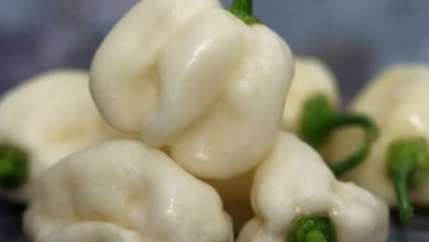 White Habanero Pepper Plants