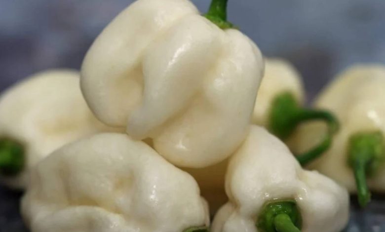 White Habanero Pepper Plants