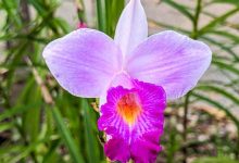 Bamboo Orchid Plant