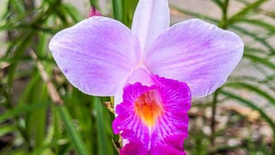 Bamboo Orchid Plant